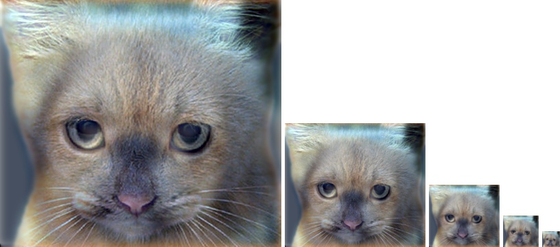 cat hybrid image scales